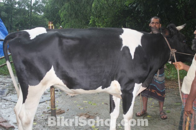 দামুর(বকনা) গরু(COW) (কোরবানির)